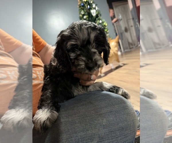 Medium Photo #4 Goldendoodle Puppy For Sale in CRAWFORDSVILLE, IN, USA