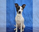 Small #6 Lab-Pointer