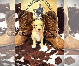 Medium Goldendoodle