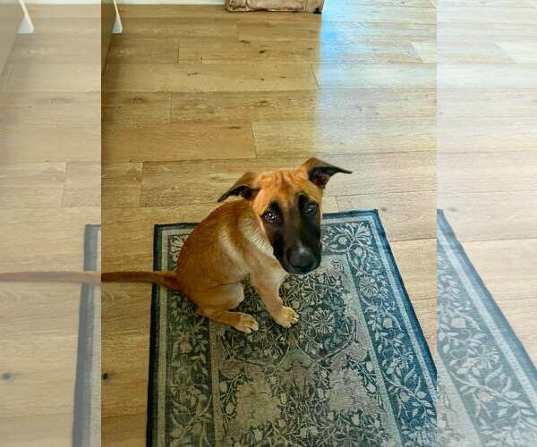 Medium Photo #3 Mutt Puppy For Sale in Stevens Point, WI, USA