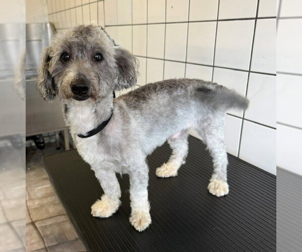 Medium Photo #1 Poodle (Miniature) Puppy For Sale in Downey, CA, USA