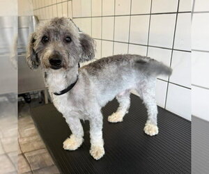 Poodle (Miniature) Dogs for adoption in Downey, CA, USA