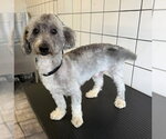 Small Poodle (Miniature)