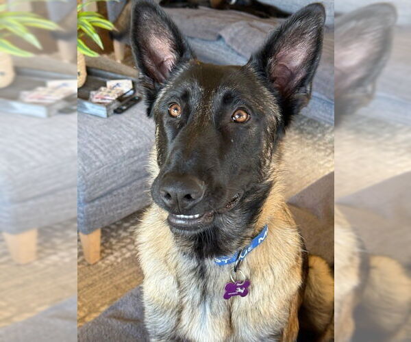 Medium Photo #3 Mutt Puppy For Sale in Imlay City, MI, USA