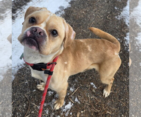 Medium Photo #2 Puggle Puppy For Sale in Clarkston, MI, USA