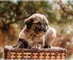 Small Photo #12 Pyredoodle Puppy For Sale in EVERGREEN, NC, USA