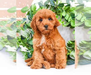 Goldendoodle Puppy for Sale in SYRACUSE, Indiana USA