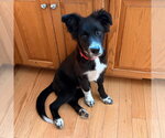 Small #3 Border Collie Mix