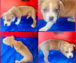 Puppy Puppy 5 American Bully