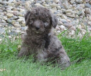 Miniature Bernedoodle Puppy for sale in HANCOCK, MN, USA