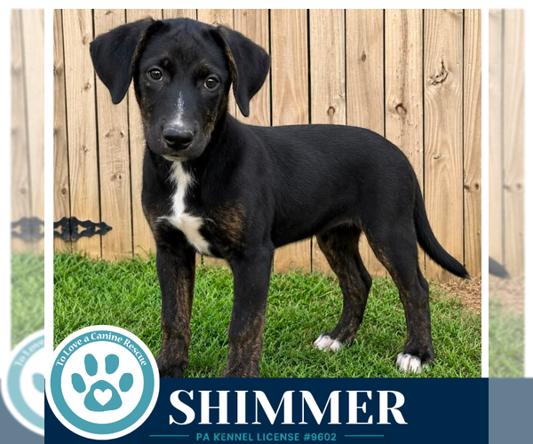 Medium Photo #2 Boxador Puppy For Sale in Kimberton, PA, USA