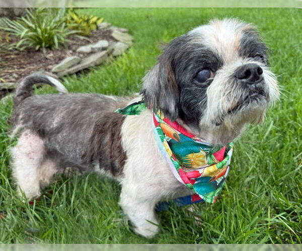 Medium Photo #5 Shih Tzu Puppy For Sale in Arlington, VA, USA