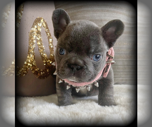 Medium Photo #5 French Bulldog Puppy For Sale in GRANDVIEW, WA, USA