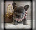 Small Photo #5 French Bulldog Puppy For Sale in GRANDVIEW, WA, USA