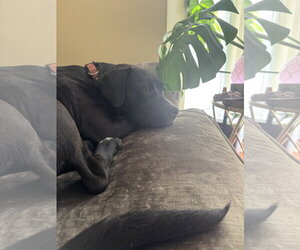 Rex - Male Labrador Retriever-Staffordshire Bull Terrier Mix Dog for Adoption - Photo #11