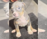 Puppy Puppy 4 American Bully