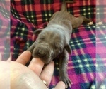 Small Photo #2 Great Dane Puppy For Sale in BANGOR, WI, USA