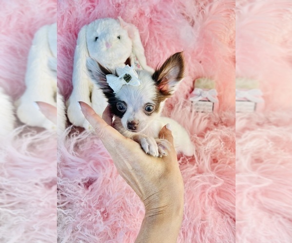 Medium Photo #14 Chihuahua Puppy For Sale in THONOTOSASSA, FL, USA