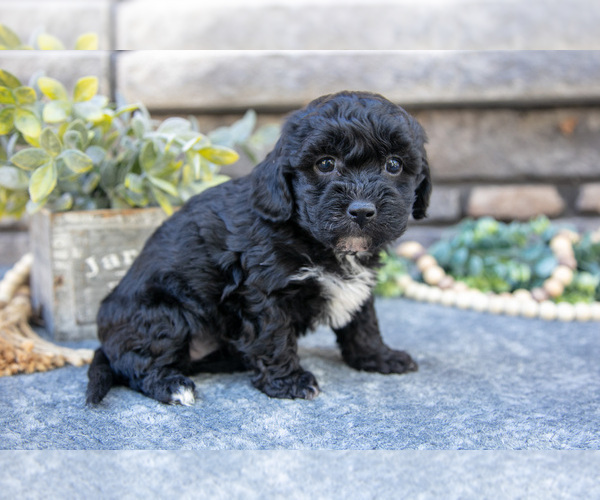 Medium Photo #2 Poovanese Puppy For Sale in SUGARCREEK, OH, USA