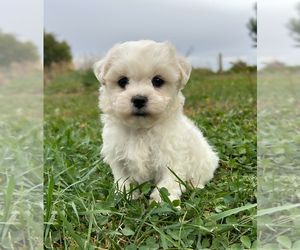 Zuchon Puppy for sale in FAIRBANK, IA, USA