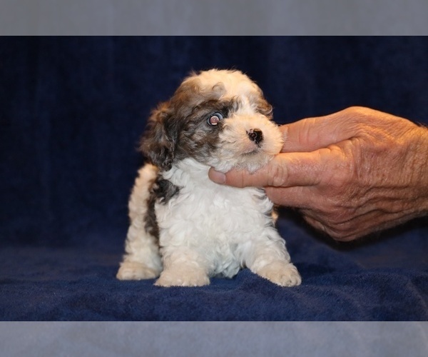 Medium Photo #19 Poodle (Toy) Puppy For Sale in DYERSBURG, TN, USA