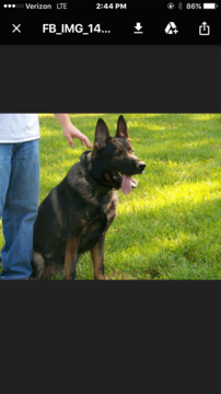 Medium Photo #1 German Shepherd Dog Puppy For Sale in GLADE SPRING, VA, USA
