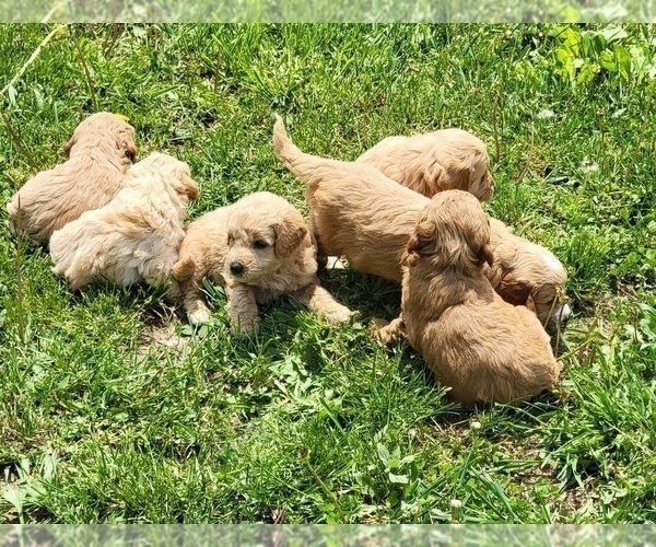 Medium Photo #2 Goldendoodle (Miniature) Puppy For Sale in REED CITY, MI, USA