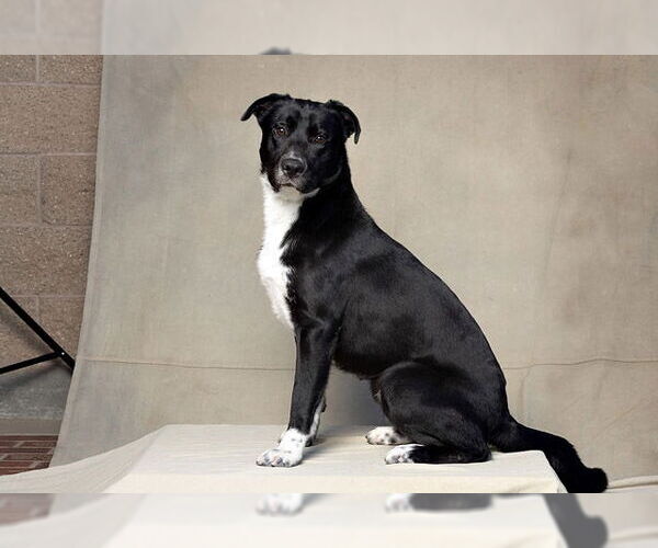 Medium Photo #2 Borador Puppy For Sale in Jackson, CA, USA