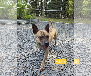 American French Bull Terrier Dogs for adoption in Albemarle, NC, USA