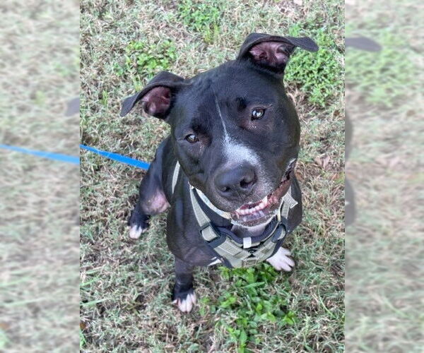Medium Photo #10 American Pit Bull Terrier-Unknown Mix Puppy For Sale in Virginia Beach, VA, USA