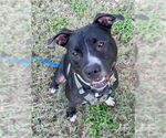 Small #9 American Pit Bull Terrier Mix