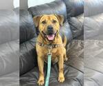 Small #3 Chinese Shar-Pei-Labrador Retriever Mix