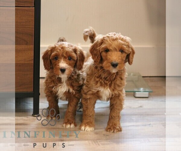 Medium Photo #2 Goldendoodle (Miniature) Puppy For Sale in NARVON, PA, USA