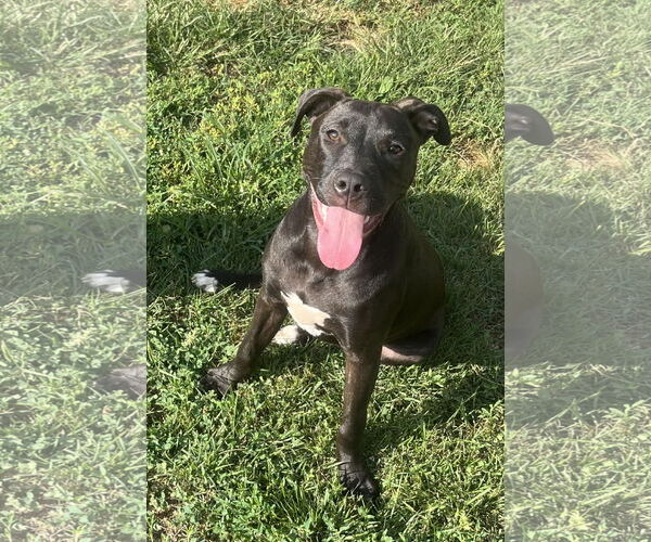 Medium Photo #4 Labrador Retriever-Unknown Mix Puppy For Sale in Mount Laurel, NJ, USA