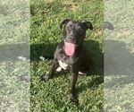 Small #3 Labrador Retriever Mix