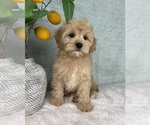 Small Photo #7 Cavapoo Puppy For Sale in FRANKLIN, IN, USA