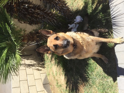 Medium Photo #1 German Shepherd Dog Puppy For Sale in GLENDALE, AZ, USA