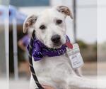 Small #7 Colonial Cocker Spaniel Mix