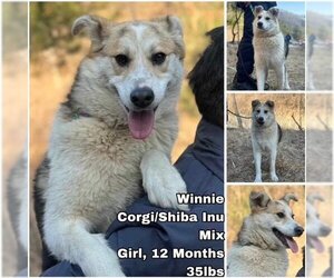 Pembroke Welsh Corgi-Shiba Inu Mix Dogs for adoption in Seattle, WA, USA