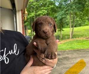 Chesapeake Bay Retriever Puppy for sale in COOKEVILLE, TN, USA