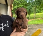 Small Chesapeake Bay Retriever