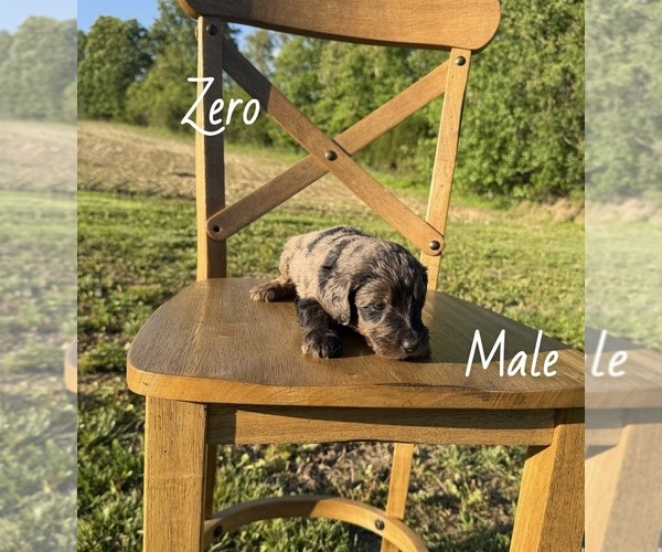 Medium Photo #8 Goldendoodle Puppy For Sale in MEDORA, IN, USA