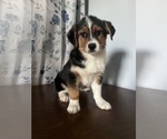 Small #19 Aussie-Corgi