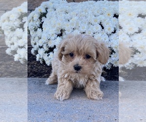 Maltipoo Puppy for sale in CANOGA, NY, USA