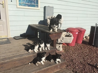 Mutt Puppy for sale in DOUGLAS, WY, USA