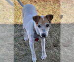 Small #4 Jack Russell Terrier Mix