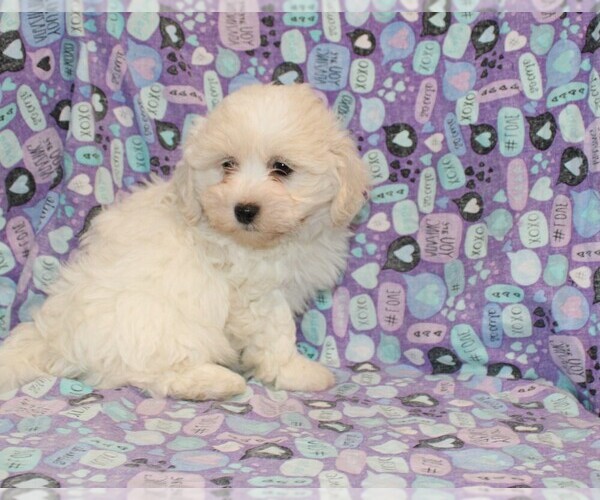 Medium Photo #2 Zuchon Puppy For Sale in BLOOMINGTON, IN, USA