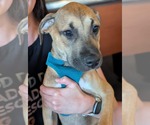 Small #1 American Staffordshire Terrier Mix