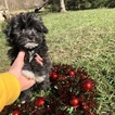 Small Photo #5 Havanese Puppy For Sale in HOUSTON, TX, USA