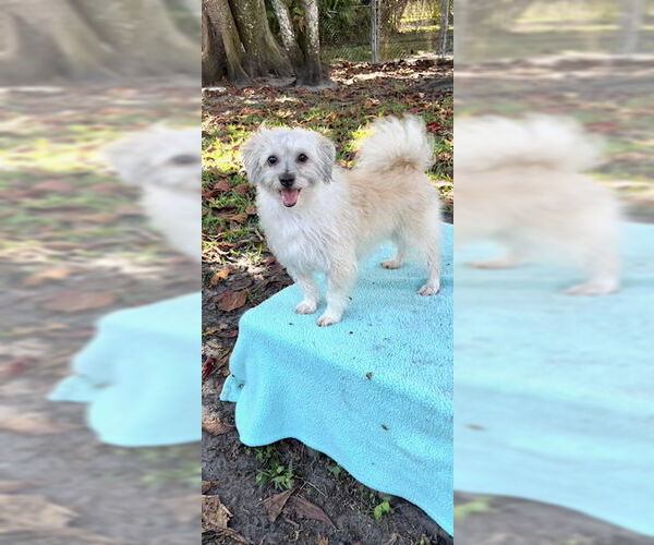 Medium Photo #5 Mal-Shi Puppy For Sale in Weston, FL, USA